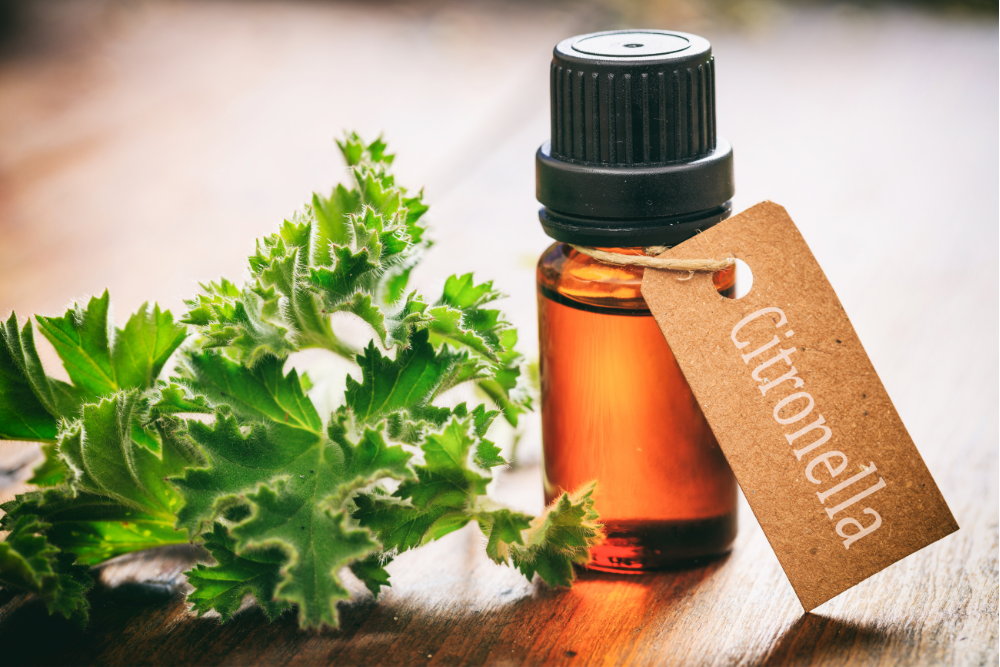 Olejek eteryczny z cytronelli – naturalny składnik zawierający cytronelol, stosowany w aromaterapii i domowej pielęgnacji.