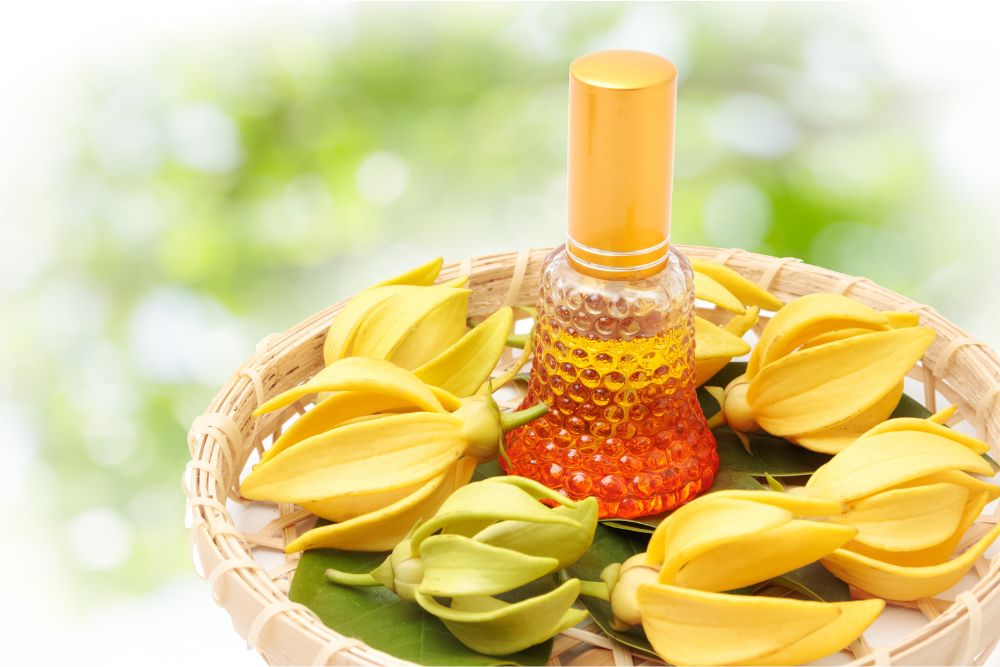 Żółte kwiaty ylang-ylang z olejkiem eterycznym do relaksu