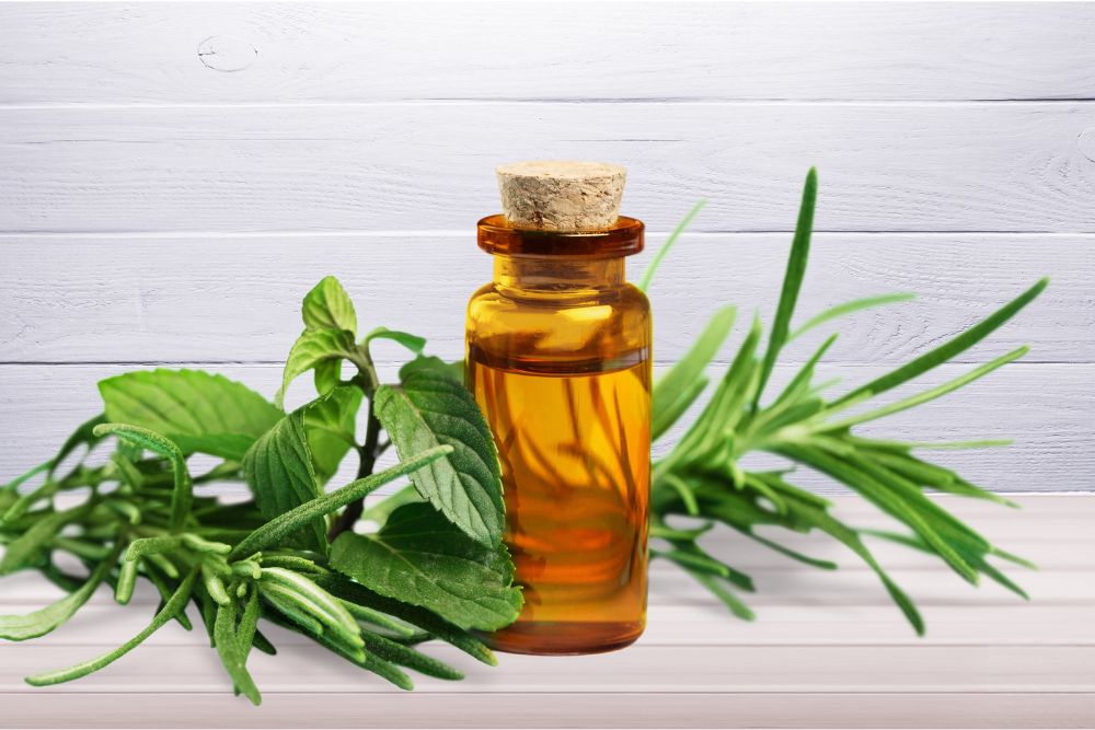 Buteleczka olejku eterycznego z drzewa herbacianego – naturalny produkt z liści australijskiego drzewa herbacianego.